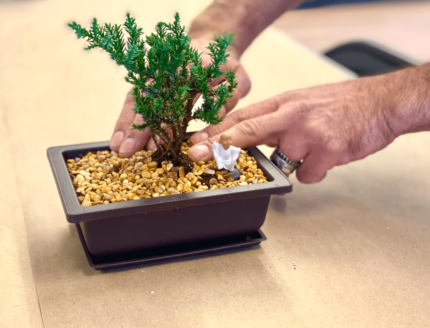 Identify Your Bonsai Tree – The Crafty Kit Identify Your Bonsai Tree – The Crafty Kit