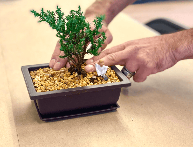 Identify Your Bonsai Tree - The Crafty Kit