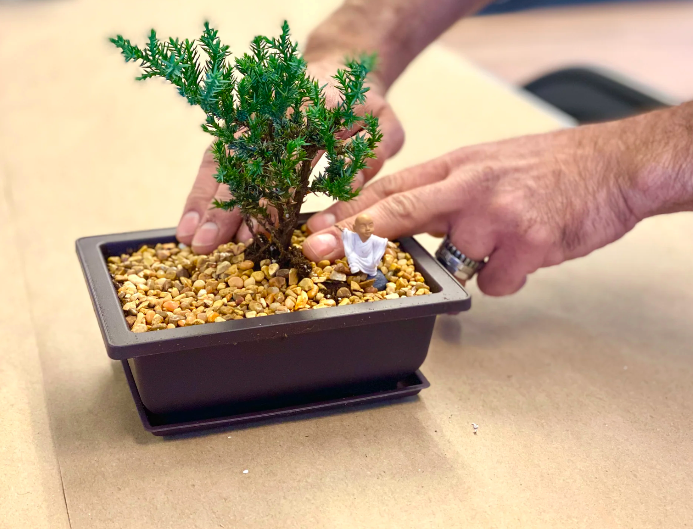 Identify Your Bonsai Tree