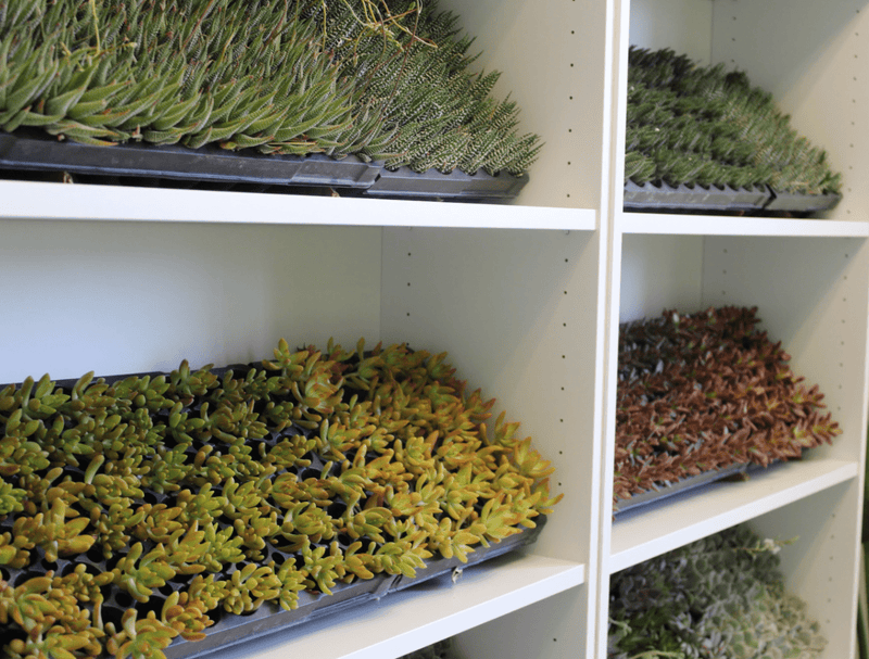 Succulent Care Tips For Beginners - The Crafty Kit