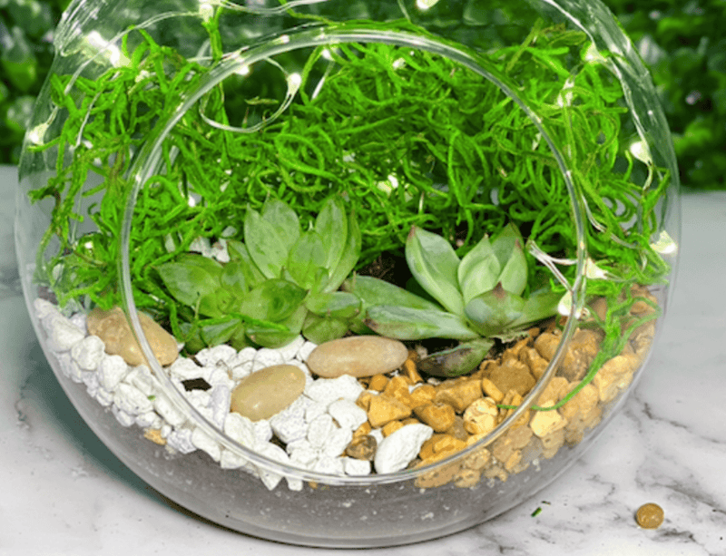 How to Propagate a Succulent - The Crafty Kit