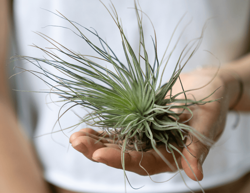 Air Plant Care Tips: How To Maintain Your Tillandsias - The Crafty Kit