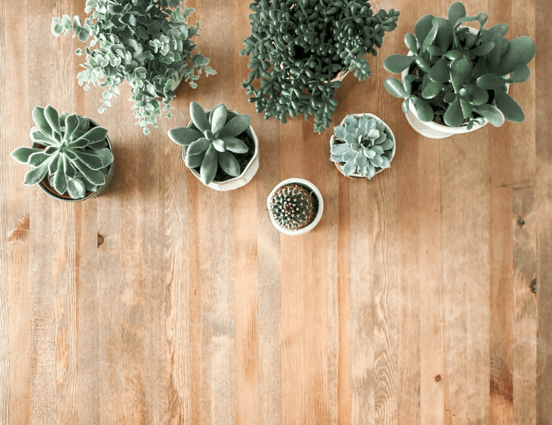 Top 5 Succulent Centerpieces To Level-Up Your Thanksgiving Table - The Crafty Kit