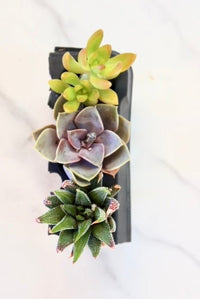 Succulent Variety Pack - The Crafty Kit