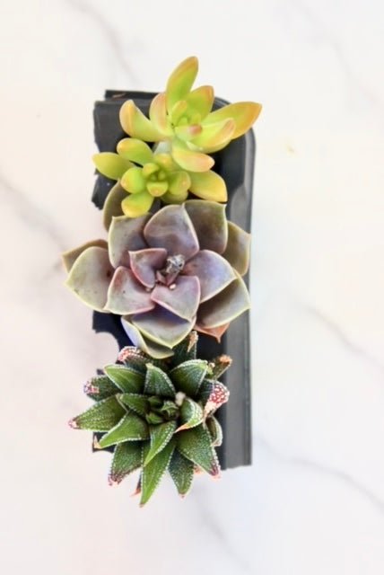 Succulent Variety Pack - The Crafty Kit