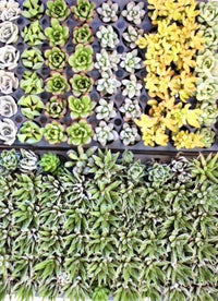 Succulent Variety Pack - The Crafty Kit