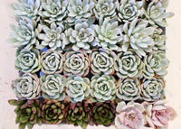 Succulent Variety Pack - The Crafty Kit