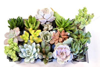 Succulent Variety Pack - The Crafty Kit