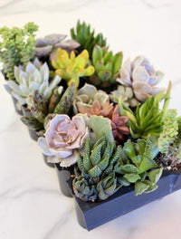 Succulent Variety Pack - The Crafty Kit