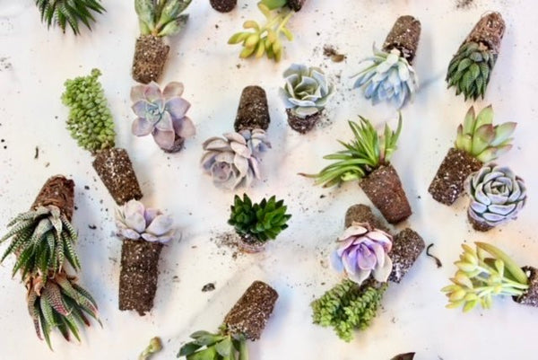 Succulent Variety Pack - The Crafty Kit