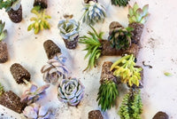 Succulent Variety Pack - The Crafty Kit
