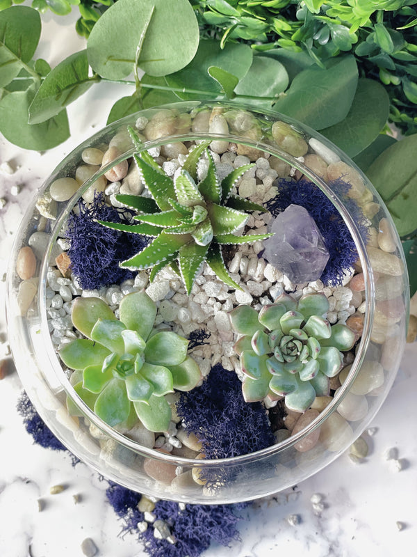 Amethyst Planter Kit