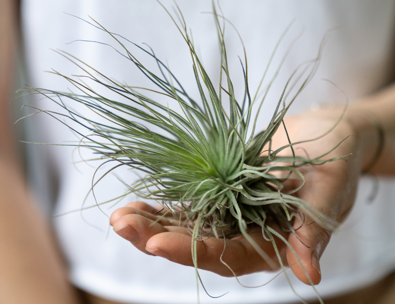 Air Plant Care Tips: How To Maintain Your Tillandsias