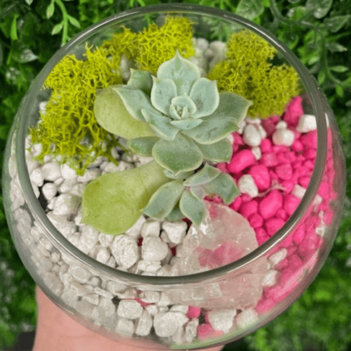 DIY Succulent Terrarium Kits - The Crafty Kit