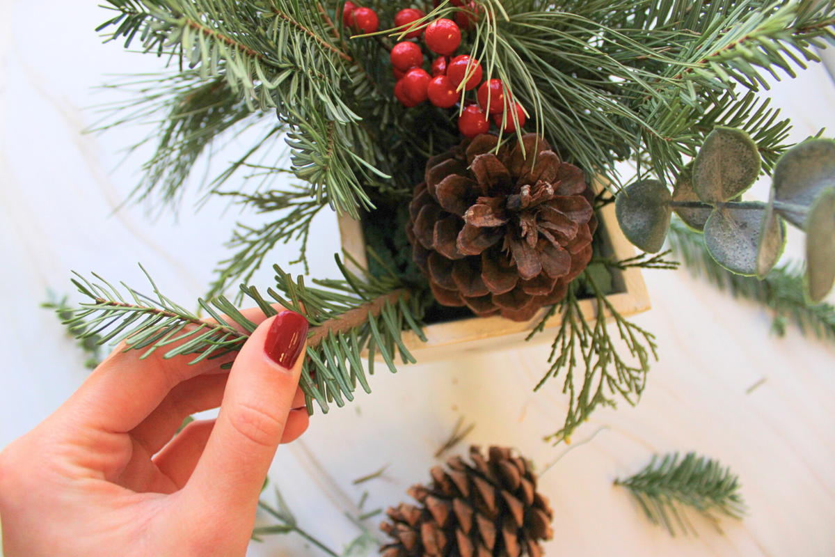 DIY Live Greens Winter Centerpiece Kit