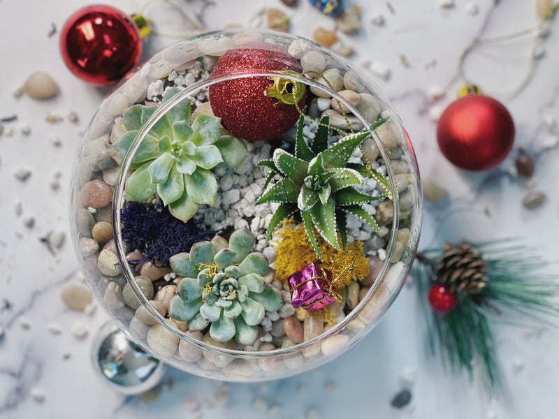 Terrarium with succulents, colorful ornaments, and pine branches on a light background