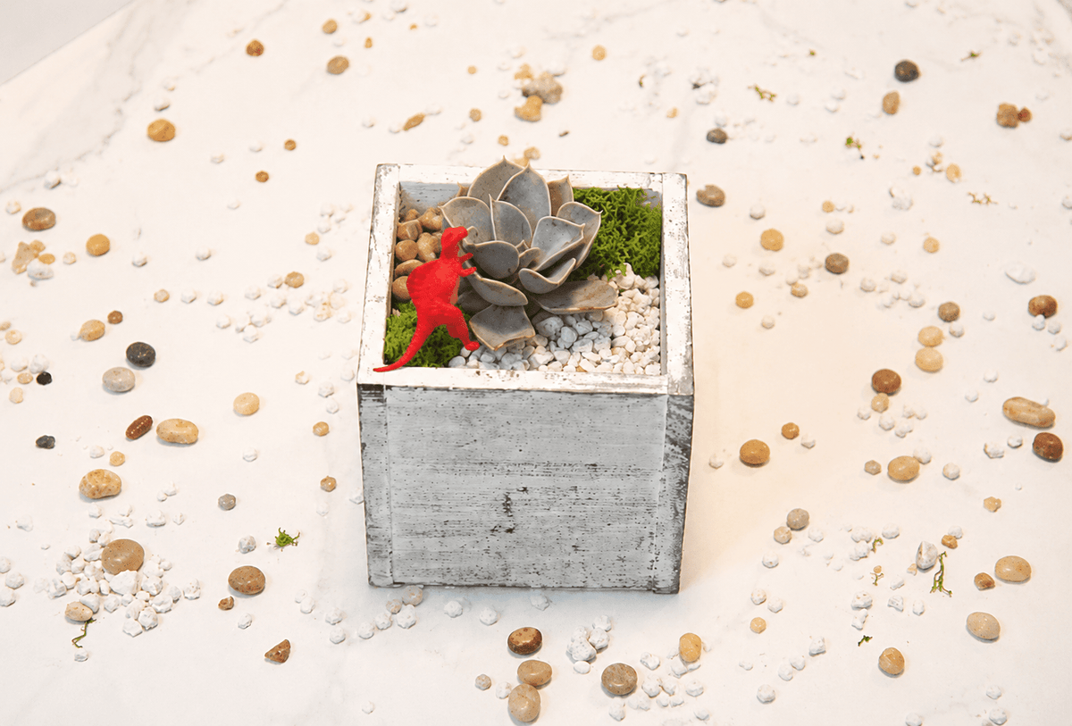 DIY Mini Terrarium Kit - The Crafty Kit