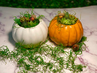 Fall Plant Party! Terrarium Making: Pumpkin or Wine Bottle Vessel- In-Person Workshop
