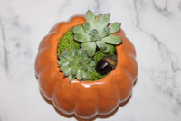 Fall Plant Party! Terrarium Making: Pumpkin or Wine Bottle Vessel- In-Person Workshop