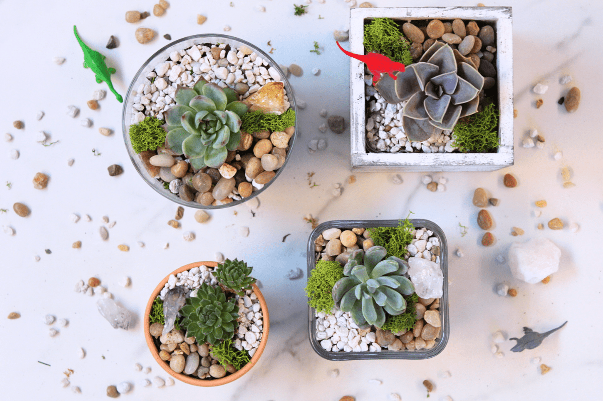 diy plant terrarium kit DIY Mini Terrarium Kit – The Crafty Kit