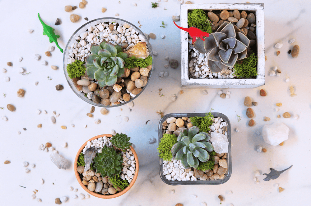 diy mini succulent terrarium DIY Mini Terrarium Kit – The Crafty Kit