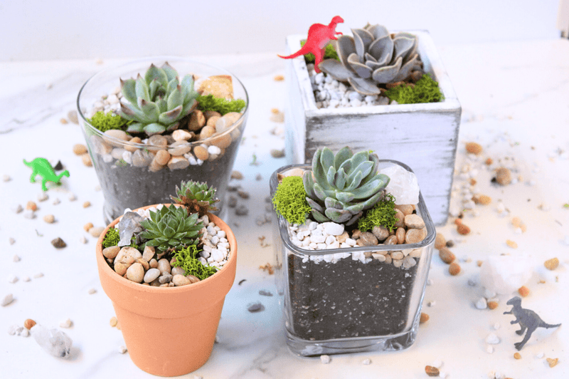 DIY Mini Terrarium Kit - The Crafty Kit