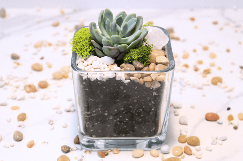 DIY Mini Terrarium Kit - The Crafty Kit