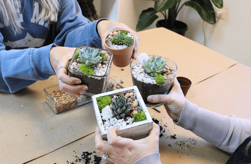 DIY Mini Terrarium Kit - The Crafty Kit