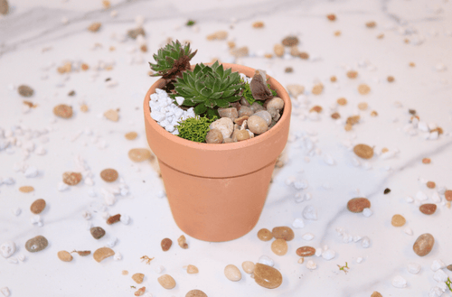 DIY Mini Terrarium Kit - The Crafty Kit