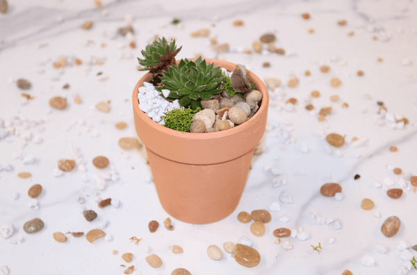 DIY Mini Terrarium Kit - The Crafty Kit