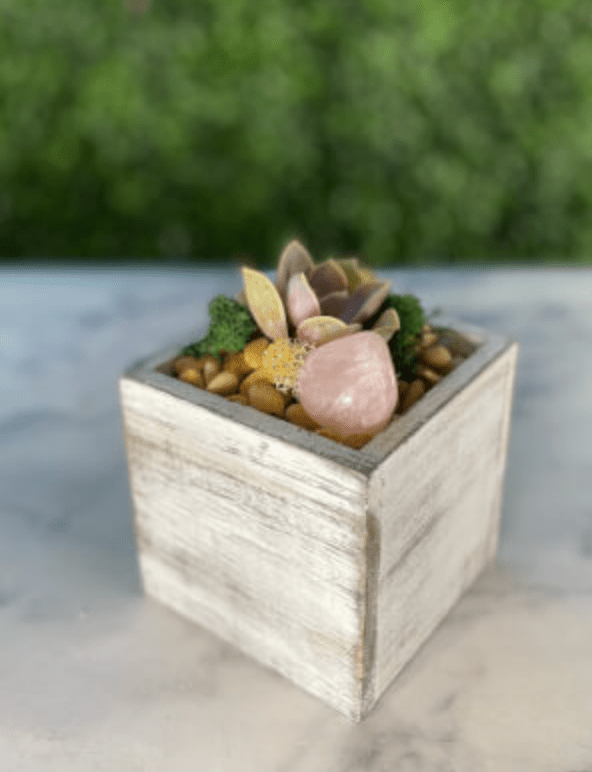 DIY Mini Terrarium Kit - The Crafty Kit