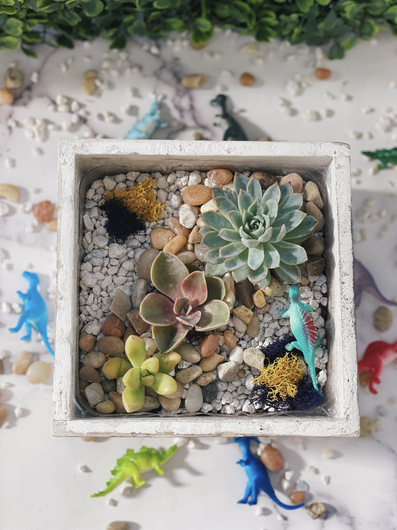 Small terrarium with succulents, pebbles, and toy dinosaurs on a light background