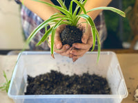 Kokedama workshop: In Person Workshop Westwood, NJ