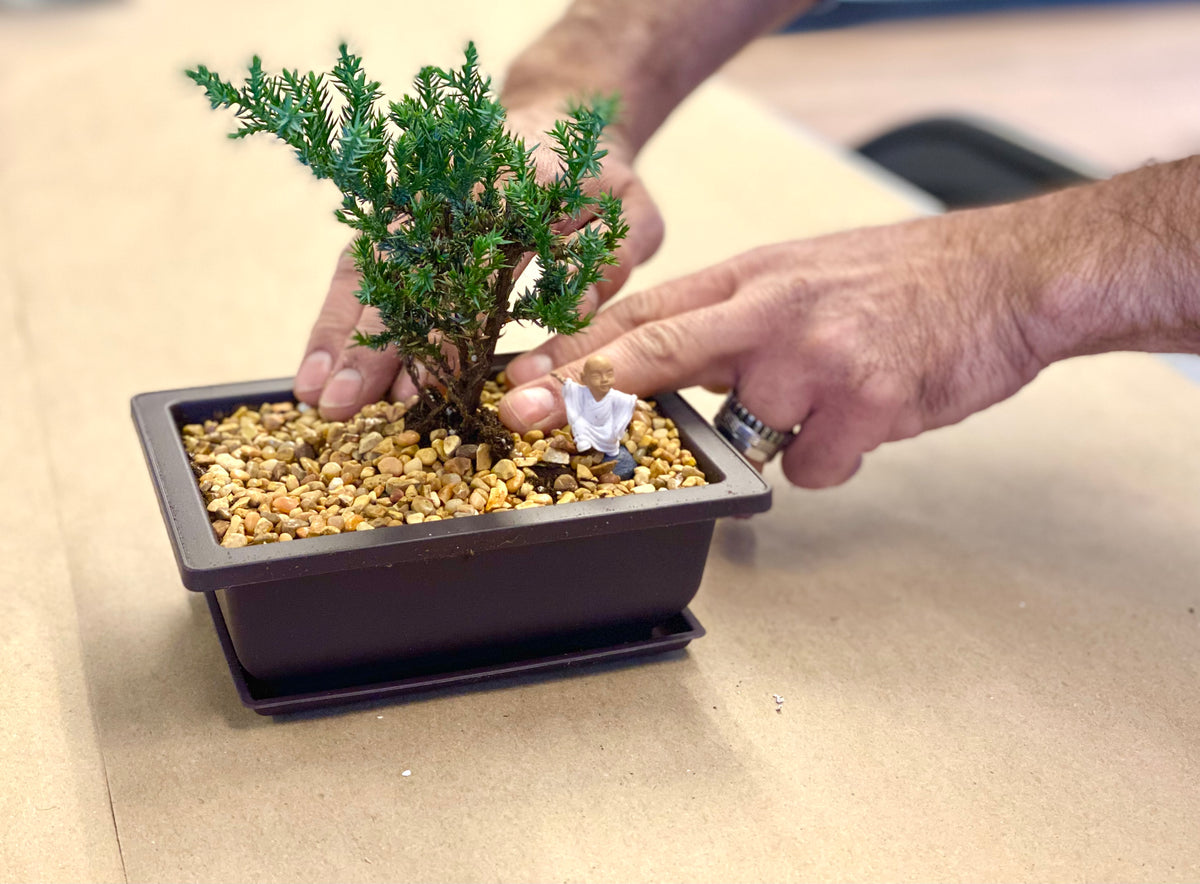 Bonsai Planter Project – The Crafty Kit