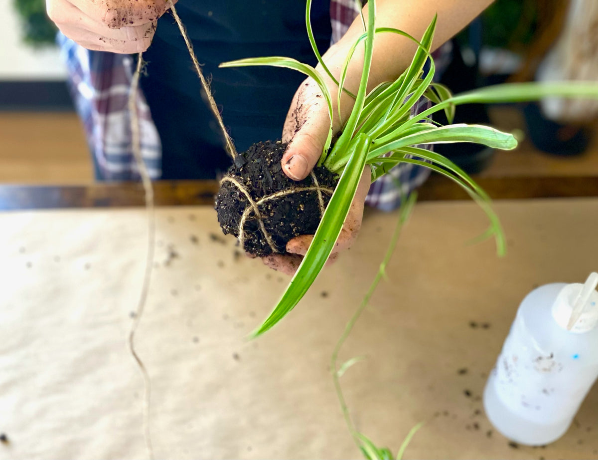 Kokedama workshop: In Person Workshop Westwood, NJ