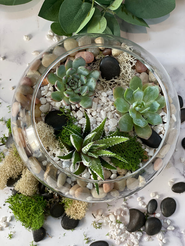 Succulent Terrarium Kit, Glass Terrarium, Cactus Plant Kit, Succulent Gift  Box, DIY Plant kit, Plant lover gift